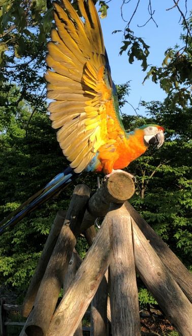 Francis, an adopted Macaw in North Babylon, NY_image-2