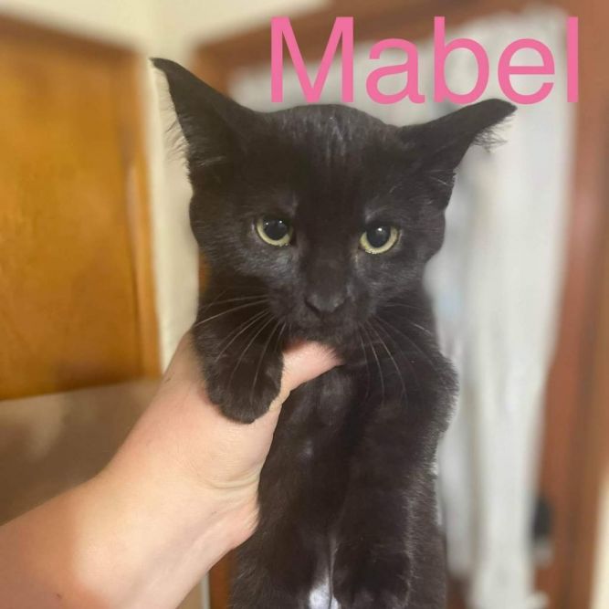 Cat for adoption Mabel, a Domestic Short Hair in Pasadena , MD