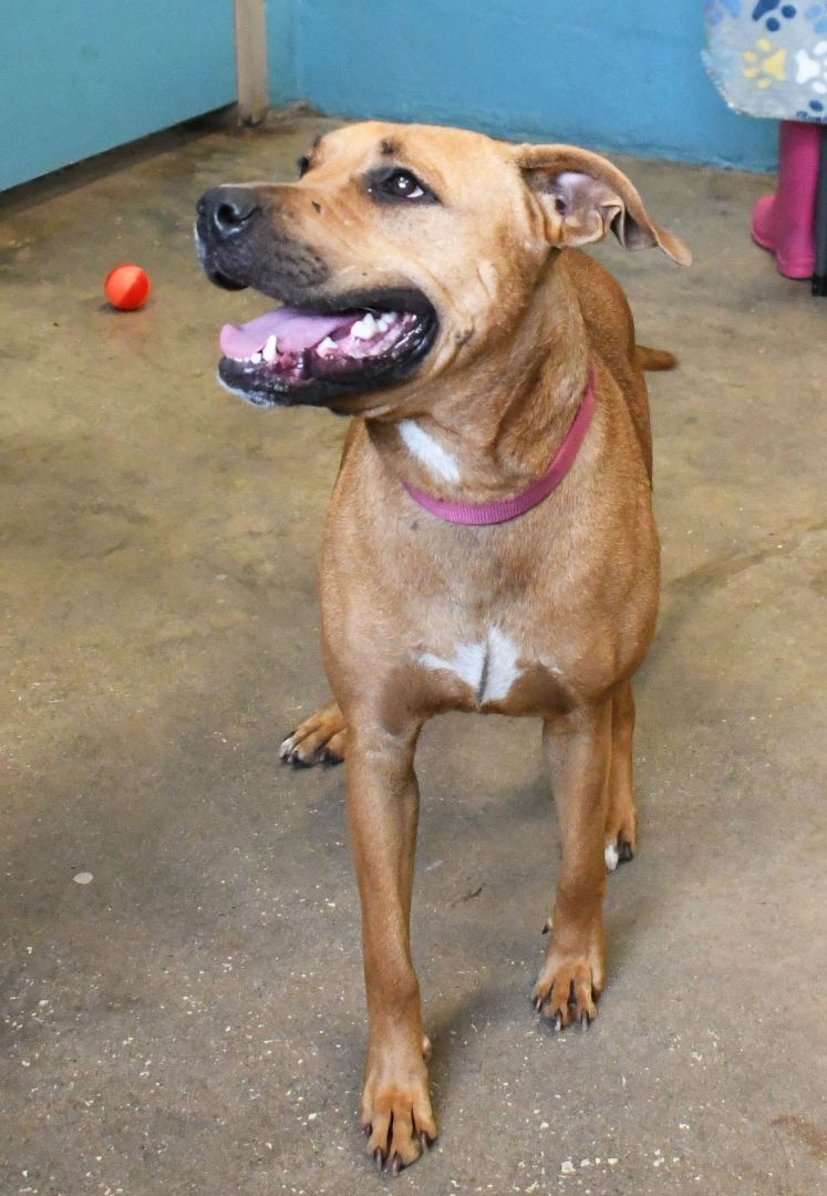 ROBIN, an adoptable Mixed Breed in Fernandina Beach, FL, 32034 | Photo Image 4