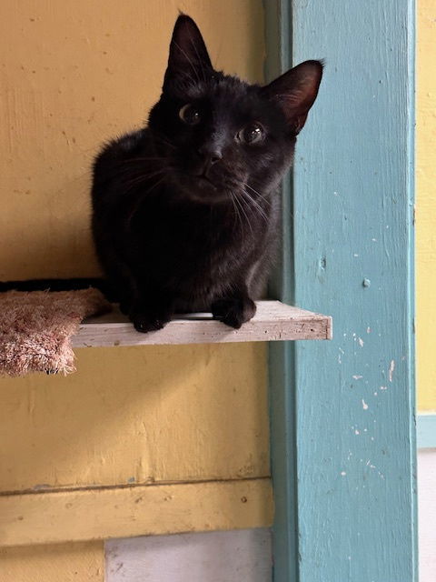 Chevy, an adoptable Domestic Short Hair in Jackson, MS, 39213 | Photo Image 1