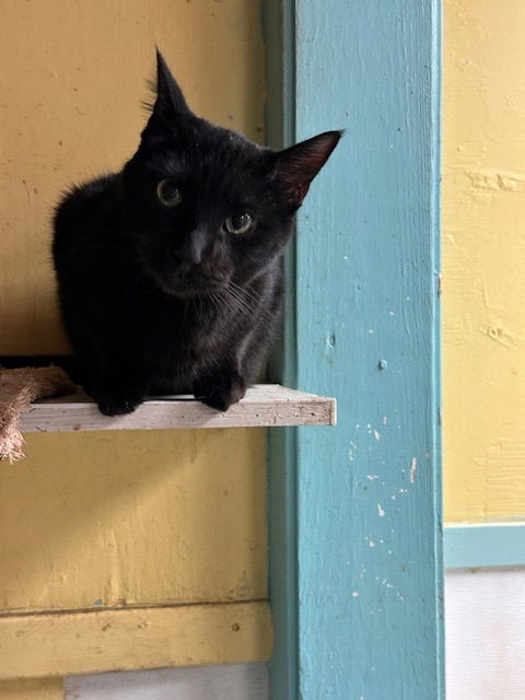 Chevy, an adoptable Domestic Short Hair in Jackson, MS, 39213 | Photo Image 2