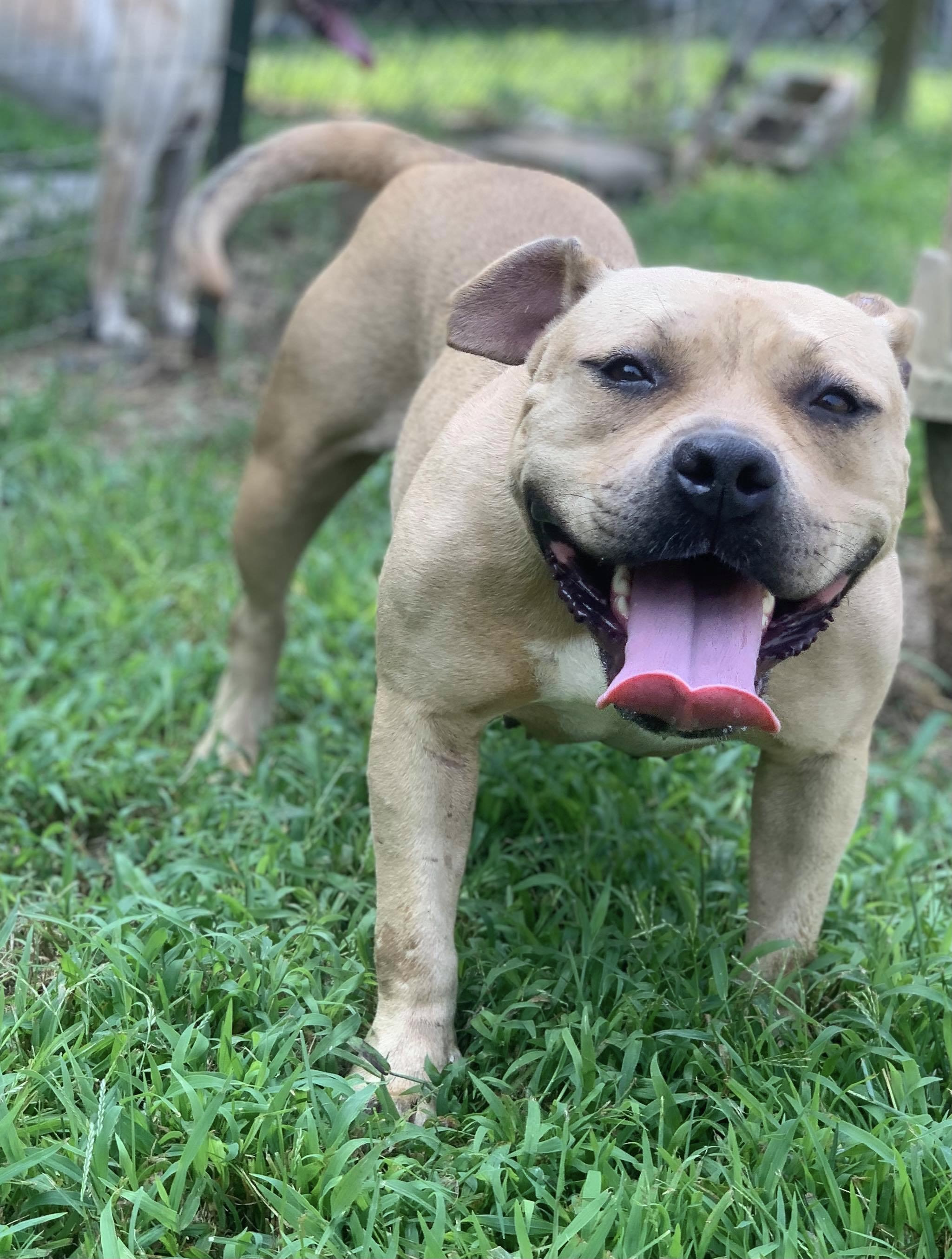 Sugar Cookie Cantaloupe, an adoptable Pit Bull Terrier in McKenzie, TN, 38201 | Photo Image 2