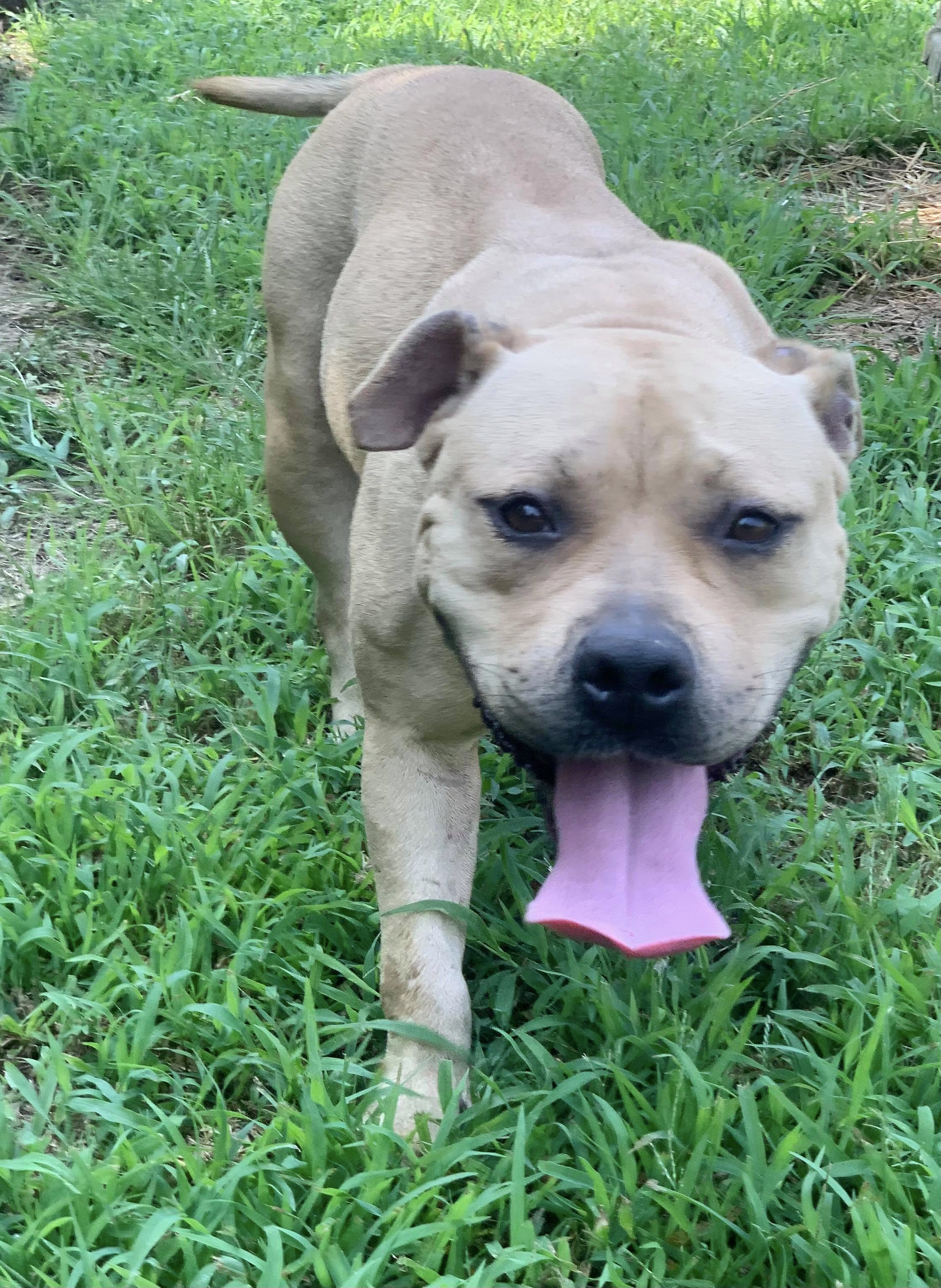 Sugar Cookie Cantaloupe, an adoptable Pit Bull Terrier in McKenzie, TN, 38201 | Photo Image 3