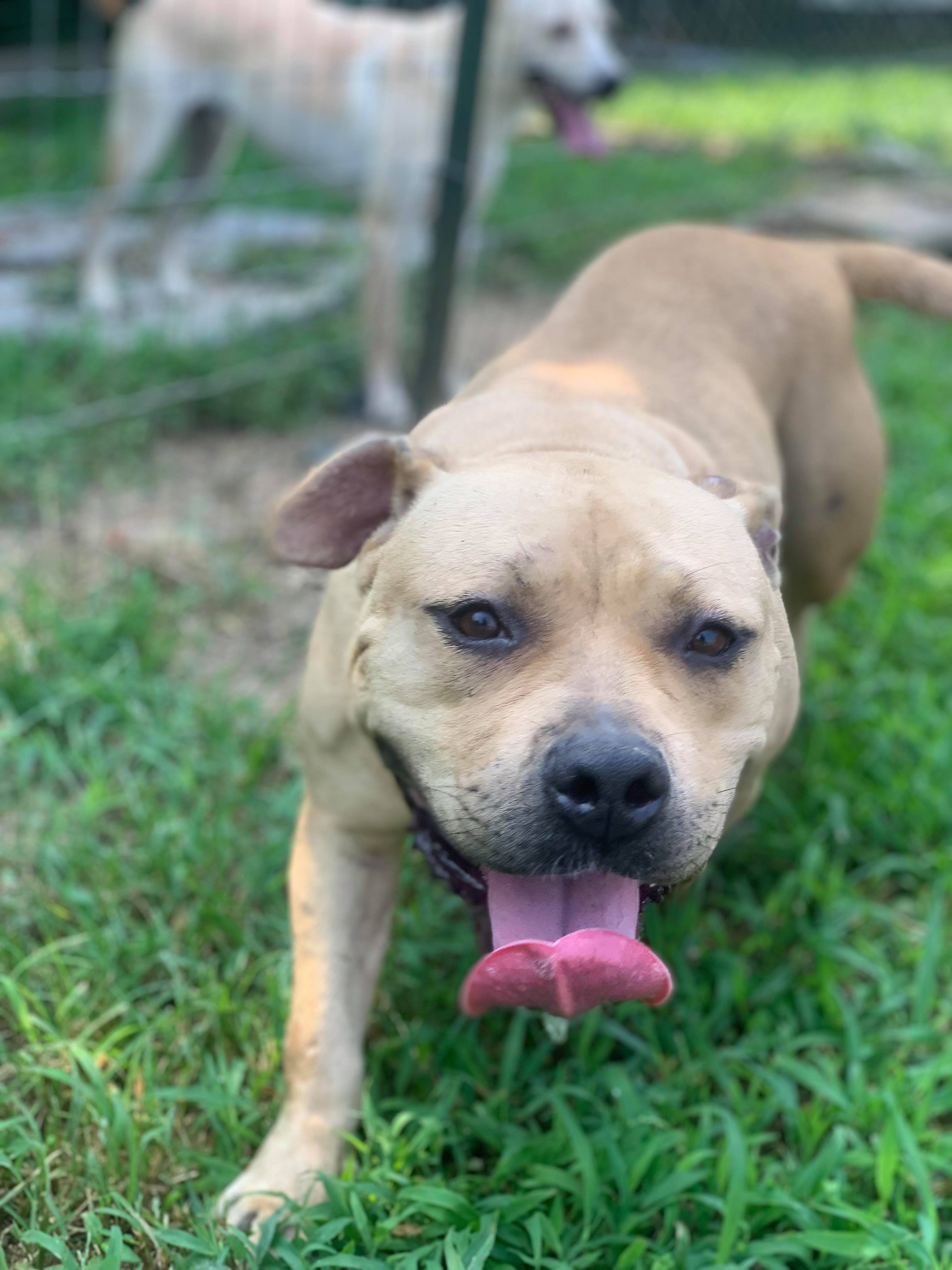 Sugar Cookie Cantaloupe, an adoptable Pit Bull Terrier in McKenzie, TN, 38201 | Photo Image 4