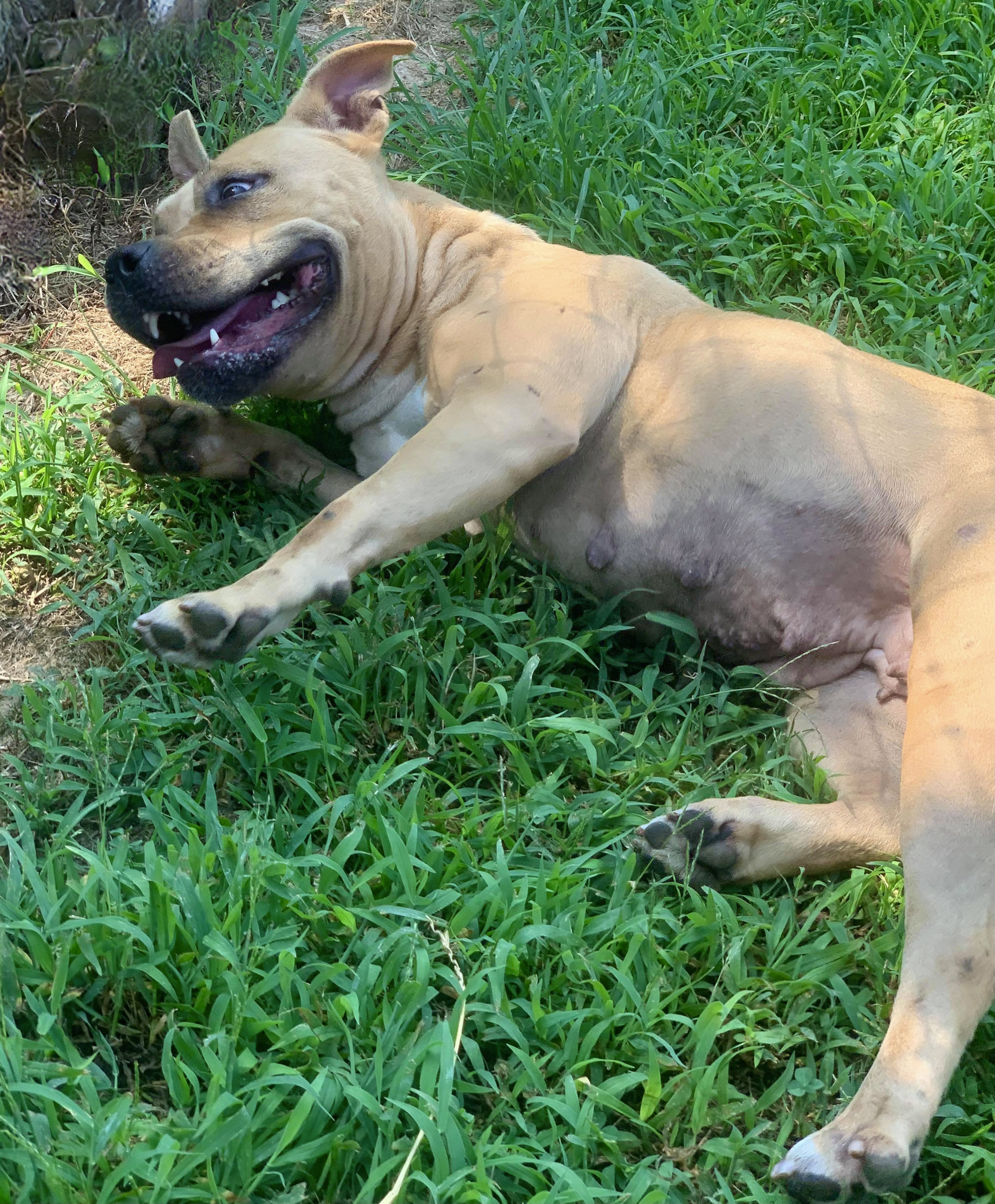 Sugar Cookie Cantaloupe, an adoptable Pit Bull Terrier in McKenzie, TN, 38201 | Photo Image 5