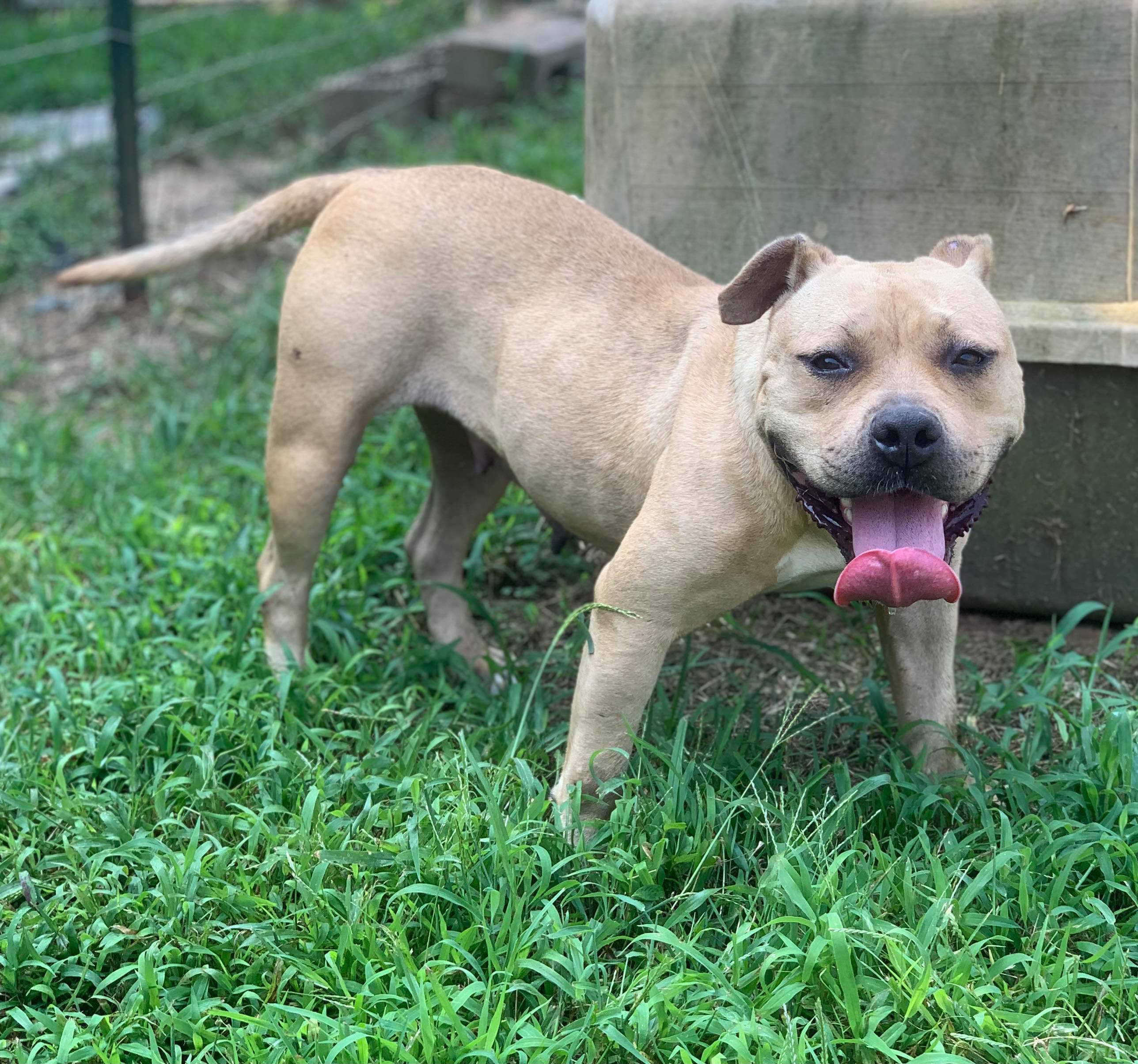 Sugar Cookie Cantaloupe, an adoptable Pit Bull Terrier in McKenzie, TN, 38201 | Photo Image 6