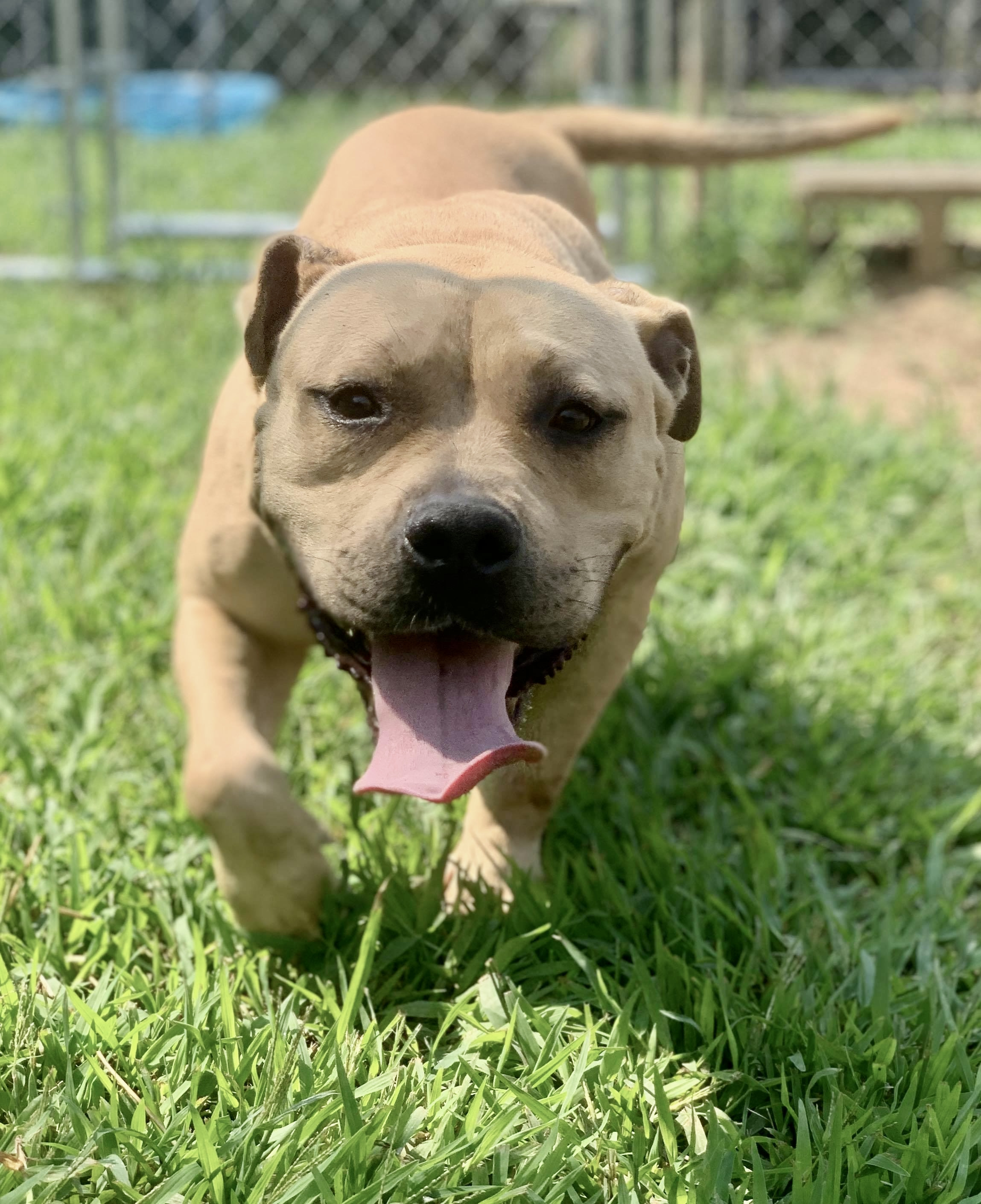 Sugar Cookie Cantaloupe, an adoptable Pit Bull Terrier in McKenzie, TN, 38201 | Photo Image 7