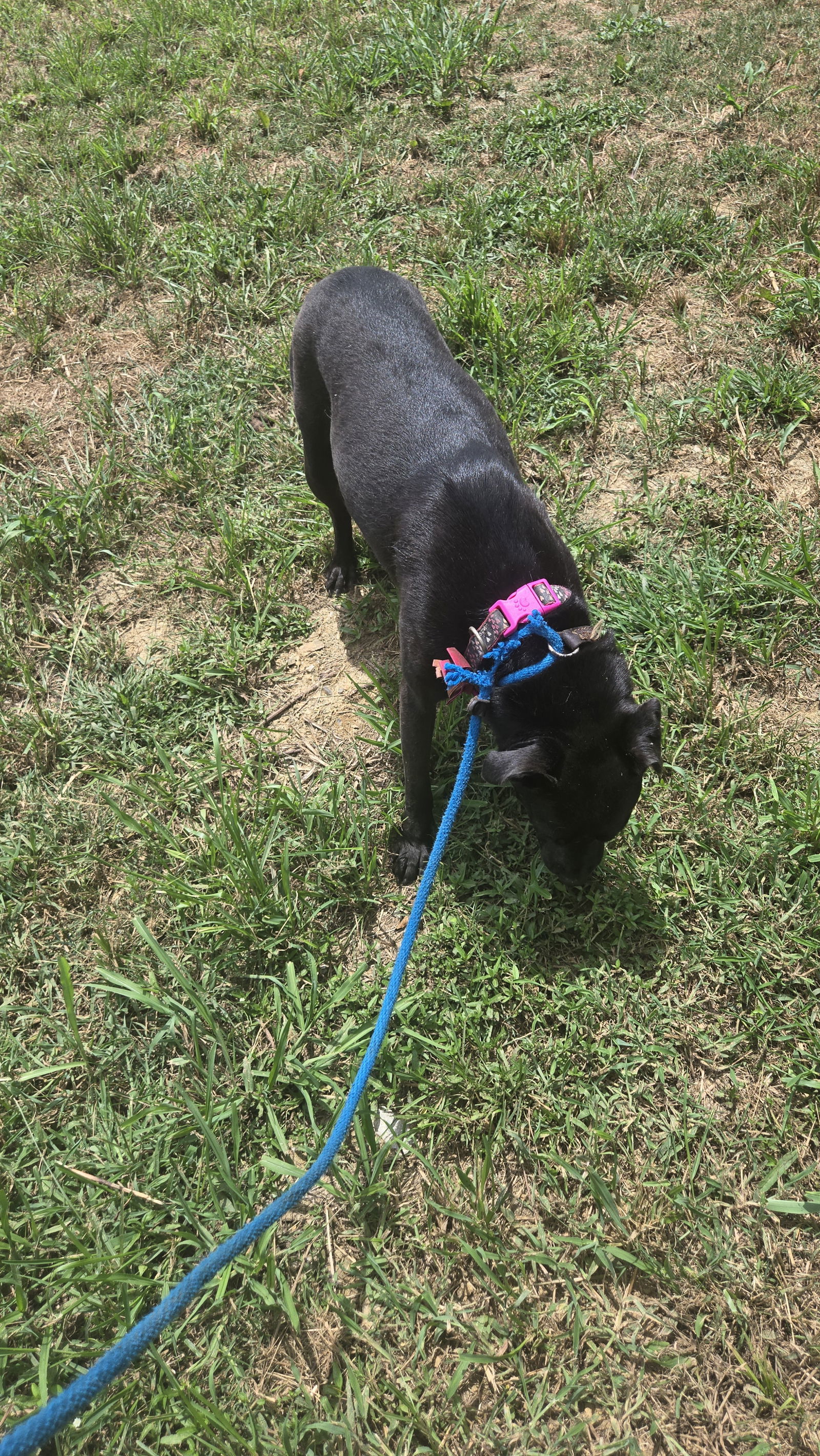 Annabelle, an adoptable Labrador Retriever in Jackson, MS, 39213 | Photo Image 1
