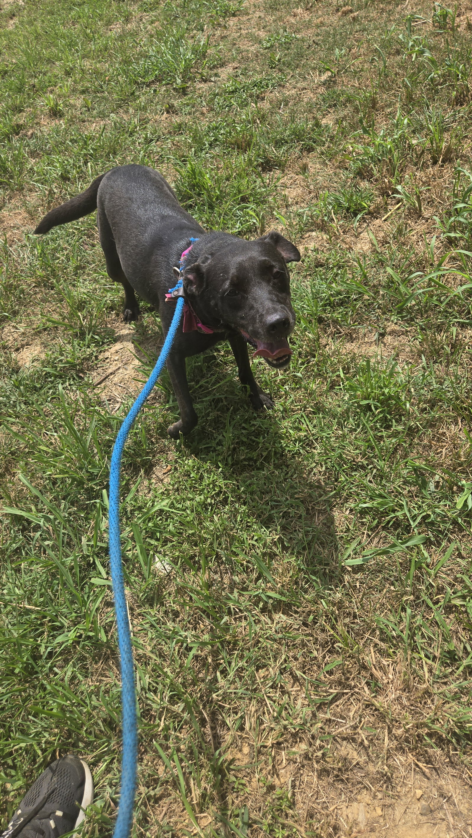 Annabelle, an adoptable Labrador Retriever in Jackson, MS, 39213 | Photo Image 2