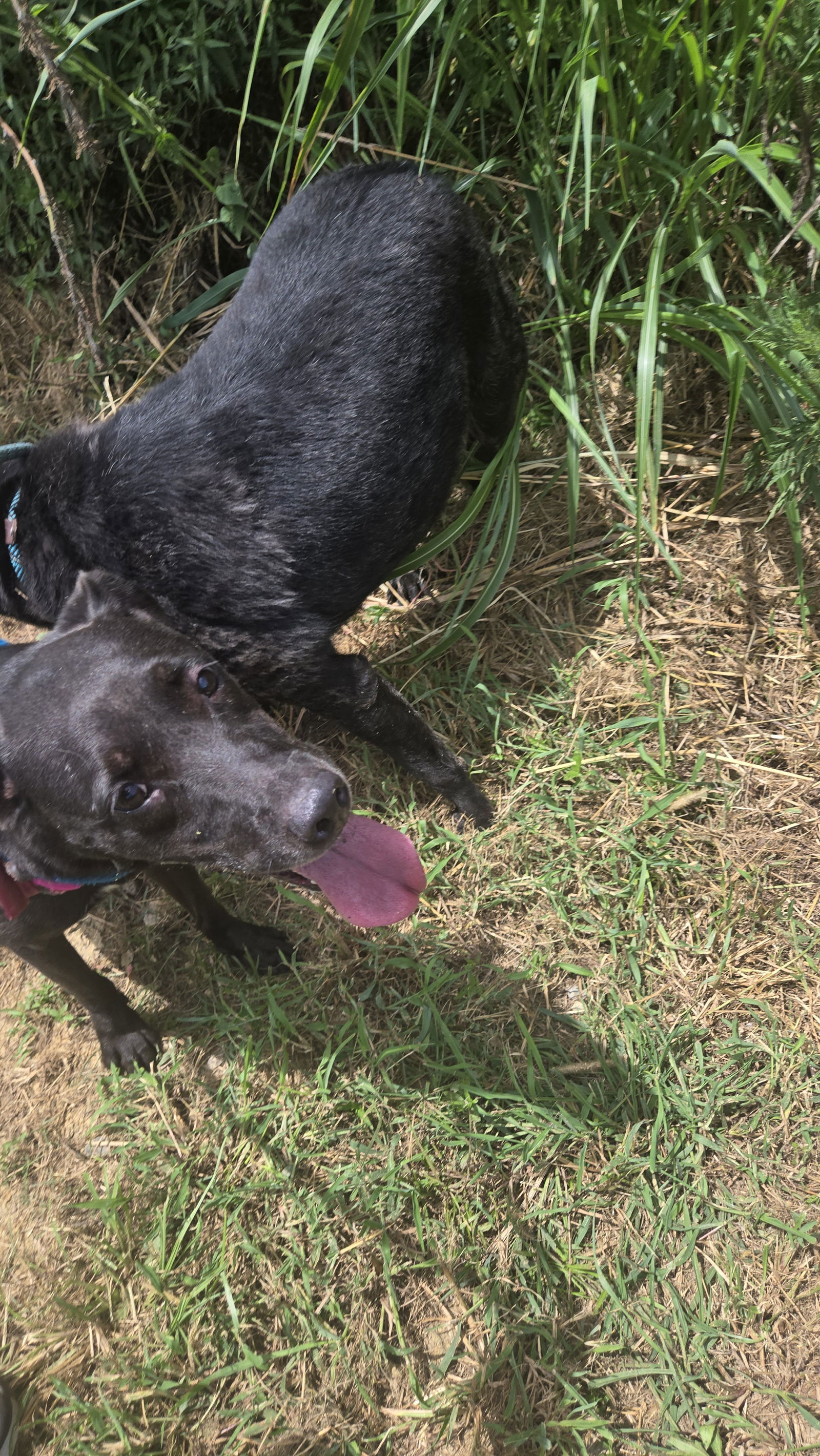 Annabelle, an adoptable Labrador Retriever in Jackson, MS, 39213 | Photo Image 3