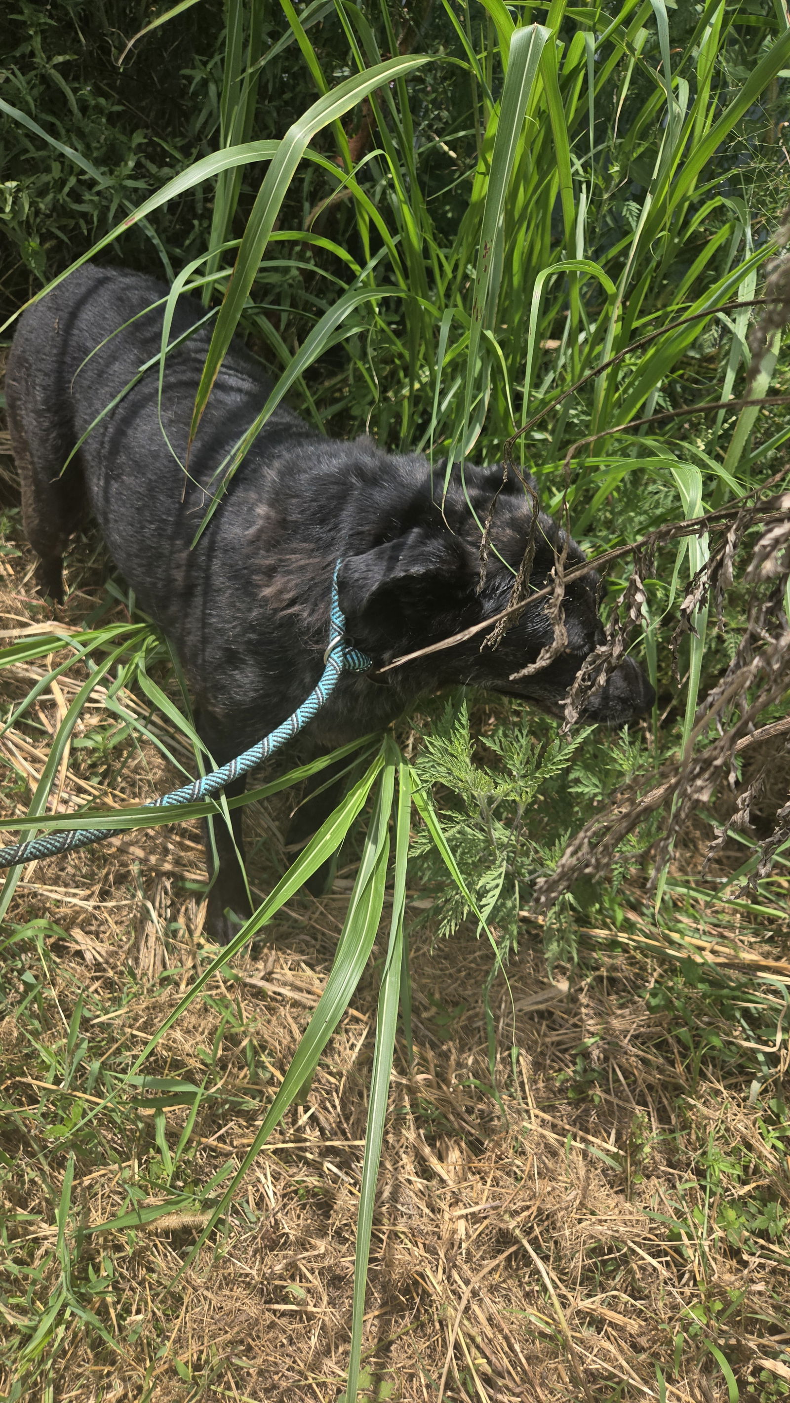 Carface Carruthers, an adoptable Labrador Retriever in Jackson, MS, 39213 | Photo Image 1