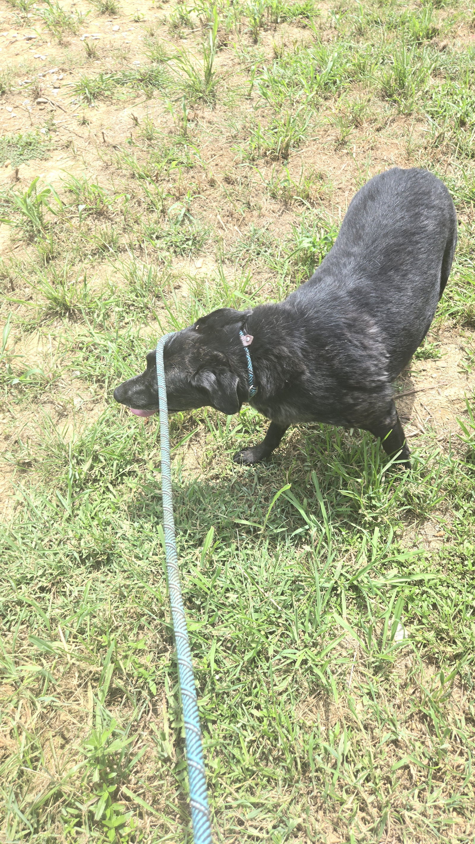 Carface Carruthers, an adoptable Labrador Retriever in Jackson, MS, 39213 | Photo Image 2
