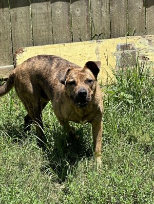 Hulk, Young Male American Staffordshire Terrier