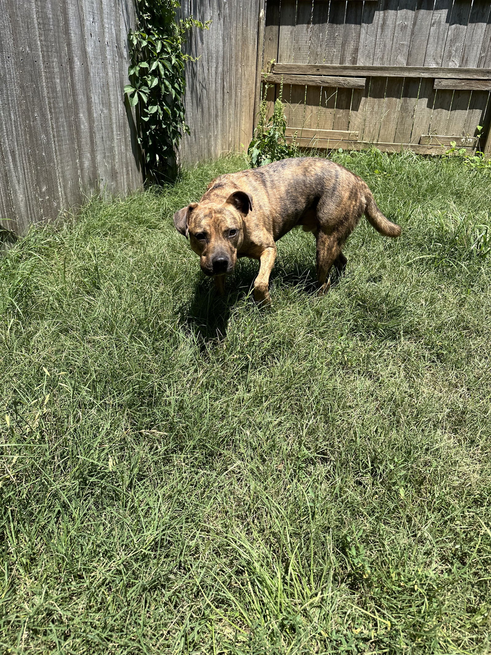 Hulk, an adoptable American Staffordshire Terrier in Jackson, MS, 39213 | Photo Image 2