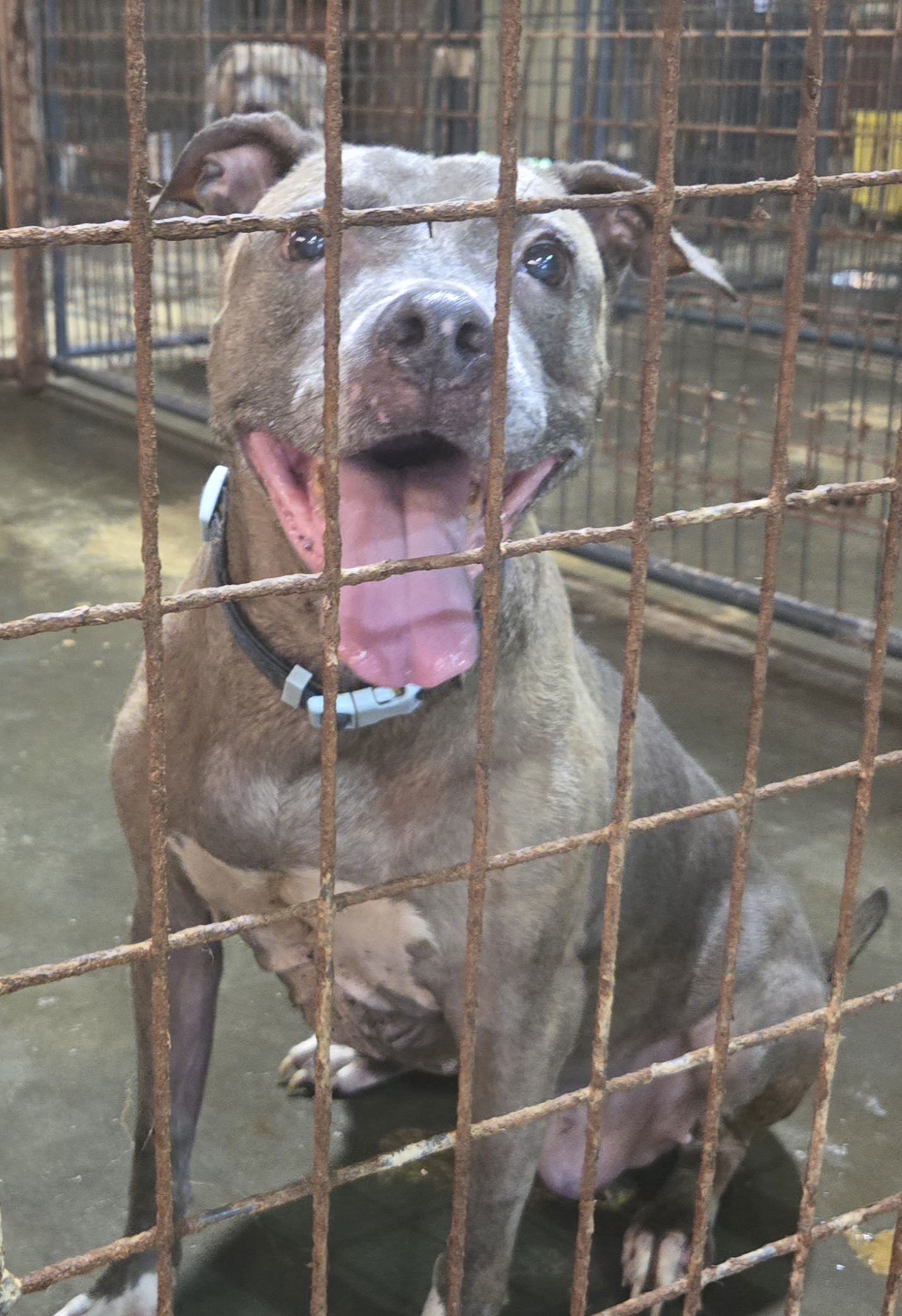 Priscilla, an adoptable American Staffordshire Terrier in Jackson, MS, 39213 | Photo Image 1