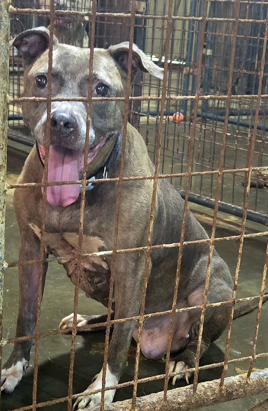 Priscilla, an adoptable American Staffordshire Terrier in Jackson, MS, 39213 | Photo Image 2