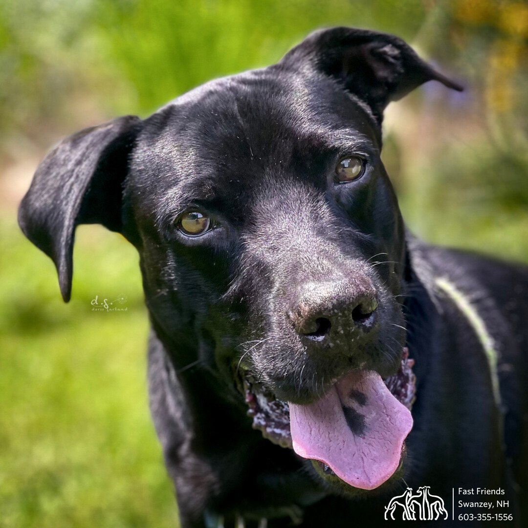 Pumba, an adoptable Mixed Breed in Swanzey, NH, 03446 | Photo Image 1