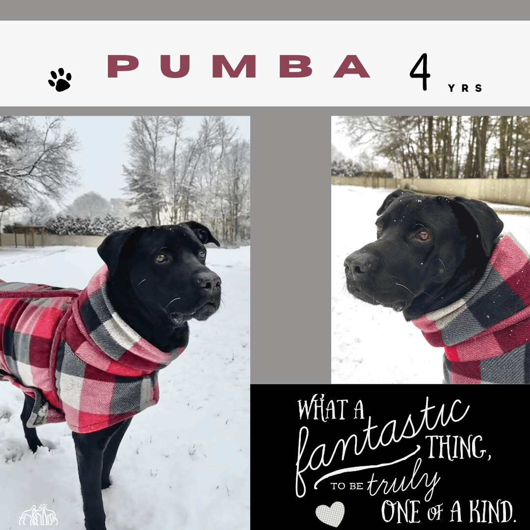 Pumba, an adoptable Mixed Breed in Swanzey, NH, 03446 | Photo Image 5