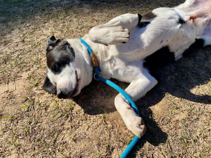 Juniper, an adoptable Hound & Pit Bull Terrier Mix in Willis, TX_image-2