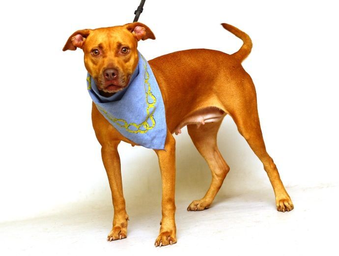 Dixie, an adoptable Terrier in Sanford, FL, 32773 | Photo Image 2