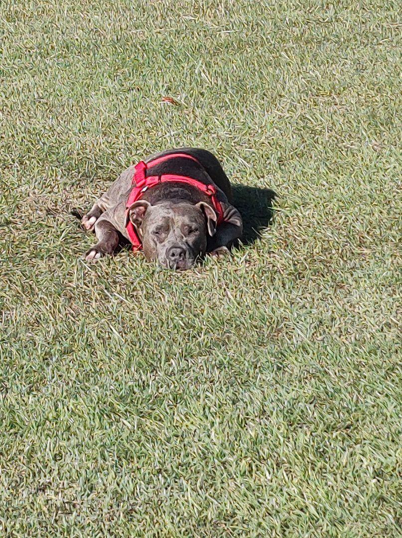 Juju, an adoptable American Bulldog in Bainbridge, GA, 39819 | Photo Image 3