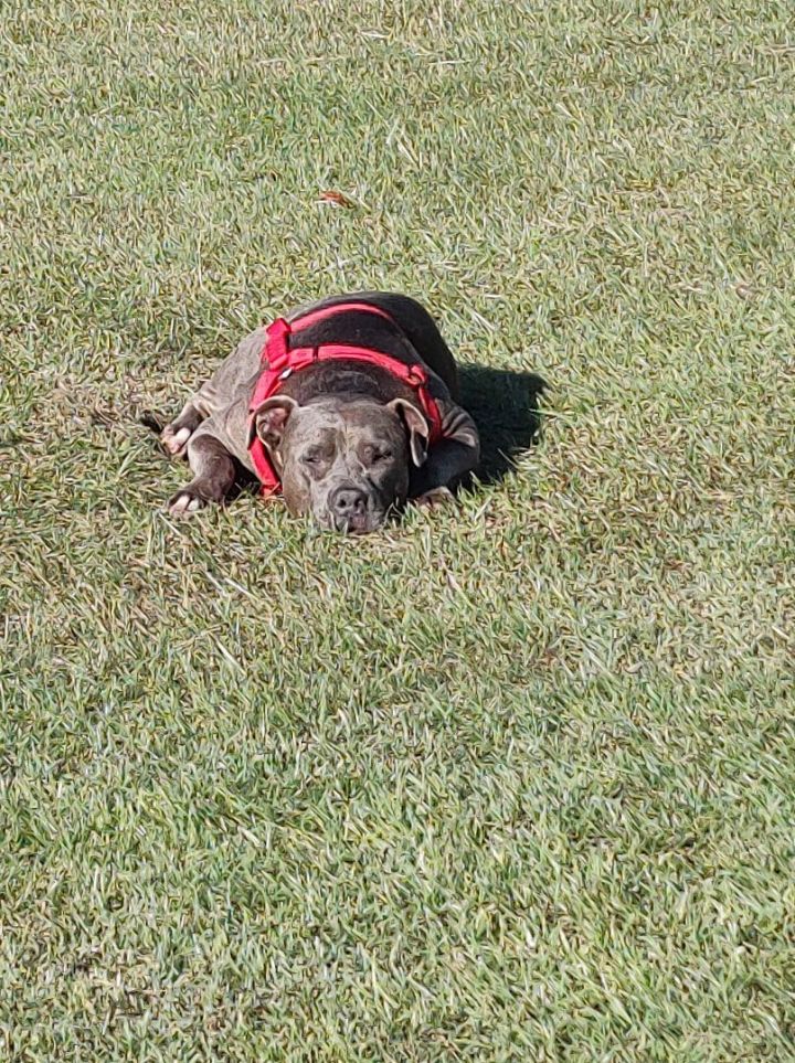 Juju, an adoptable American Bulldog Mix in Bainbridge, GA_image-3