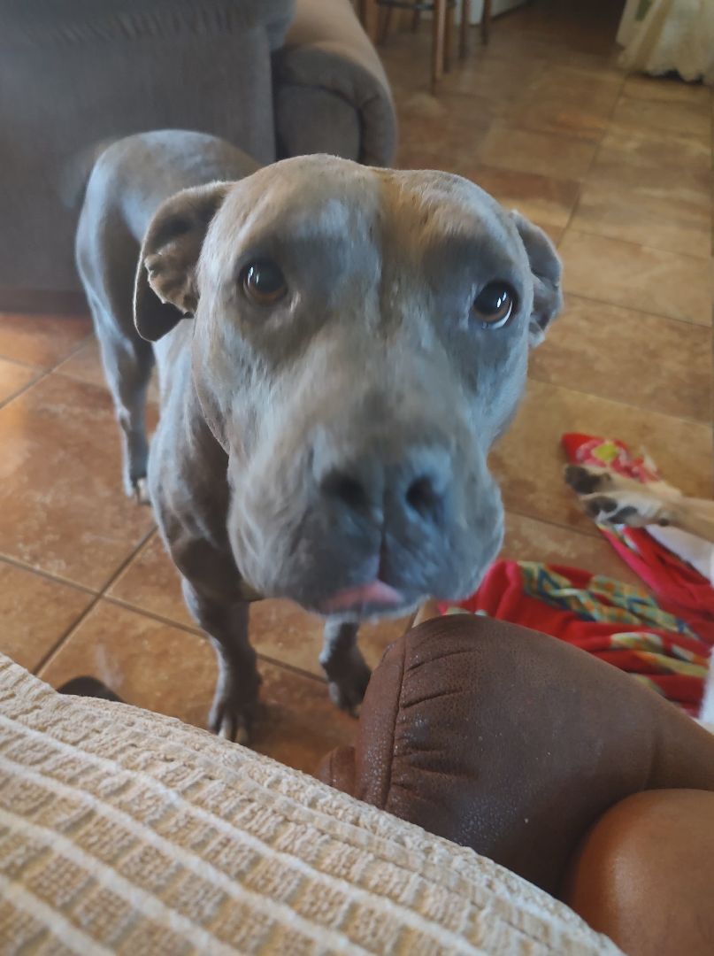 Juju, an adoptable American Bulldog in Bainbridge, GA, 39819 | Photo Image 4