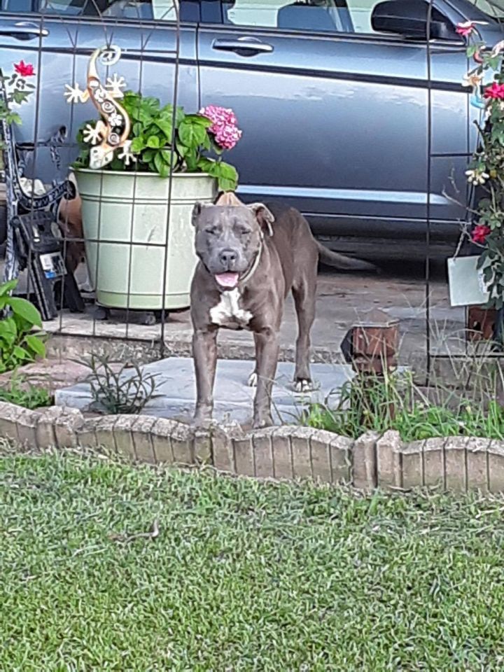 Juju, an adoptable American Bulldog Mix in Bainbridge, GA_image-5