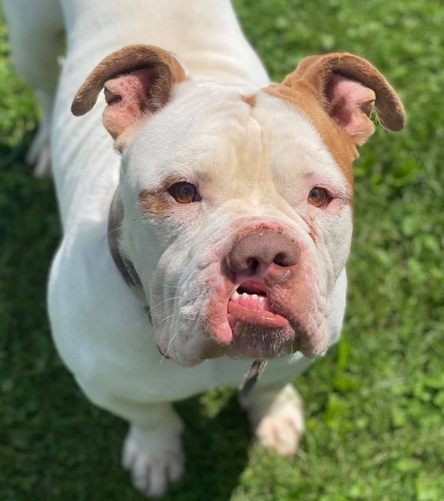 Maximus, an adoptable Pit Bull Terrier, Mastiff in Olean, NY, 14760 | Photo Image 1