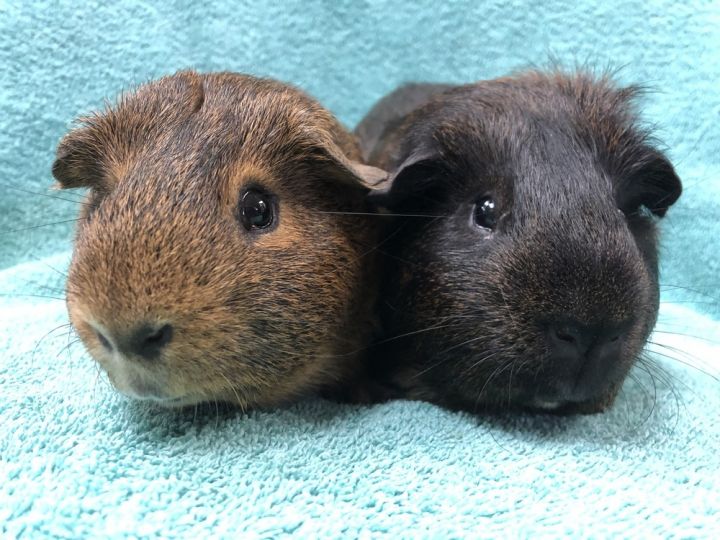 Leonid (Bonded to Reggie Rascal), an adoptable Guinea Pig in San Diego, CA_image-1