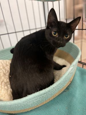 Lilith, Baby Female Domestic Short Hair