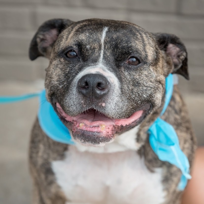 Tia Marie , an adoptable Pit Bull Terrier in Springfield, MO, 65804 | Photo Image 2