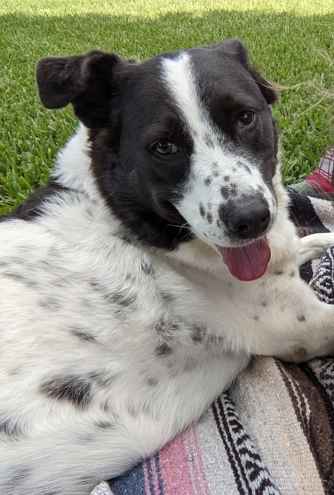 Daisy Mae, an adoptable Border Collie, Australian Cattle Dog / Blue Heeler in Orlando, FL, 32807 | Photo Image 5