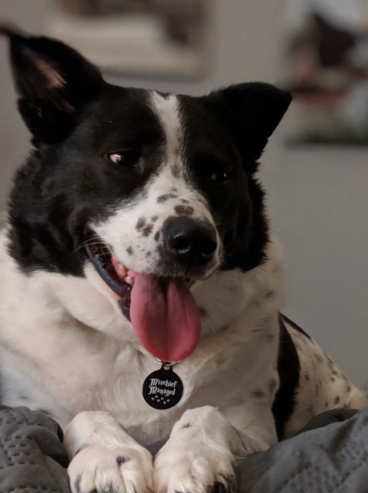 Daisy Mae, an adoptable Border Collie, Australian Cattle Dog / Blue Heeler in Orlando, FL, 32807 | Photo Image 1