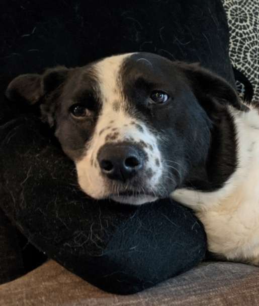 Daisy Mae, an adoptable Border Collie, Australian Cattle Dog / Blue Heeler in Orlando, FL, 32807 | Photo Image 4