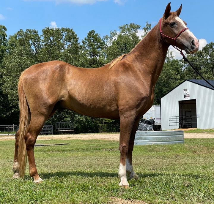 Wildfire, an adoptable Tennessee Walker in Hohenwald , TN_image-2