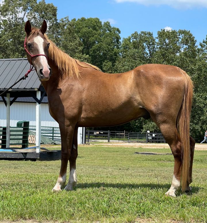 Wildfire, an adopted Tennessee Walker in Hohenwald , TN_image-3