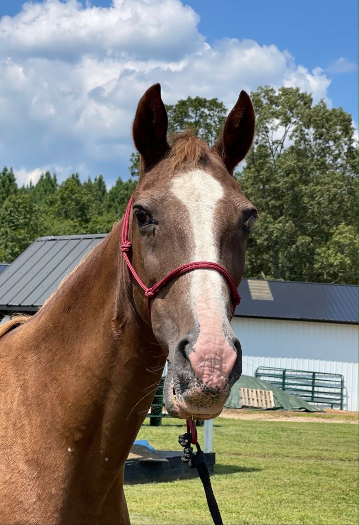 Wildfire, an adoptable Tennessee Walker in Hohenwald , TN_image-1