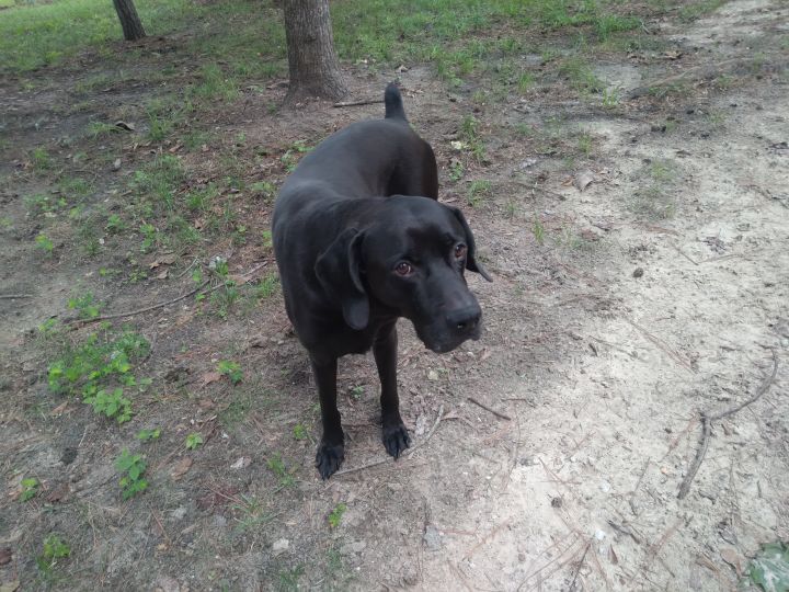 dog-for-adoption-boss-a-labrador-retriever-mix-in-cairo-ga-petfinder