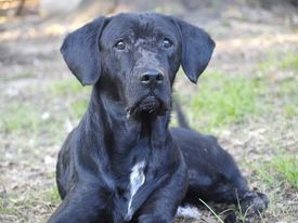 Nipper, an adoptable Labrador Retriever & Hound Mix in Waynesville, GA_image-1