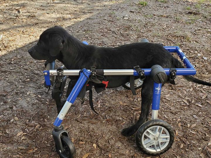 Nipper, an adoptable Labrador Retriever & Hound Mix in Waynesville, GA_image-5