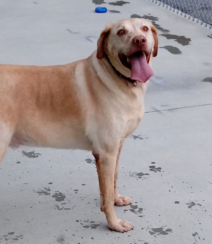 Sunny Boy, an adoptable Labrador Retriever in Blountville, TN_image-1