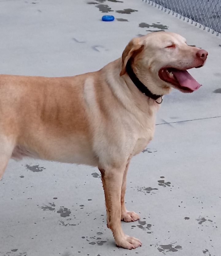 Sunny Boy, an adoptable Labrador Retriever in Blountville, TN_image-3