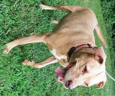 CAYNNA, an adoptable Labrador Retriever Mix in Saluda, VA_image-2