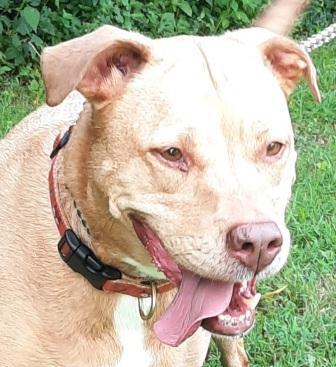 CAYNNA, an adoptable Labrador Retriever Mix in Saluda, VA_image-3