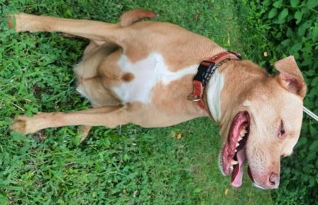 CAYNNA, an adoptable Labrador Retriever Mix in Saluda, VA_image-4