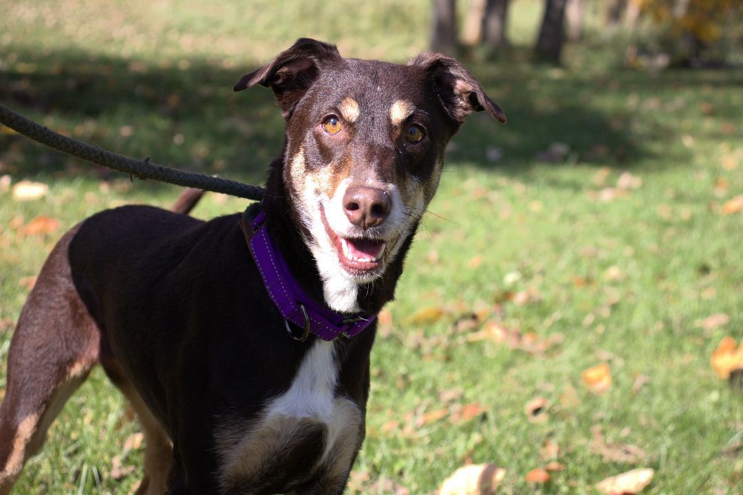 Chica, an adoptable Labrador Retriever, Hound in Hillsdale, IN, 47854 | Photo Image 1