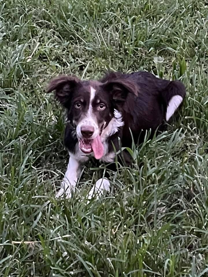 Cliff, an adoptable Border Collie in Chestertown, MD, 21620 | Photo Image 6