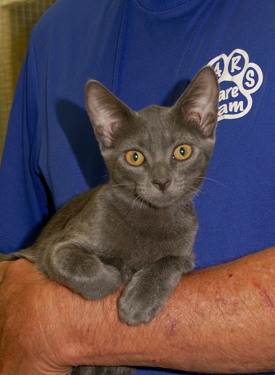 Mandy, an adoptable Domestic Short Hair in Englewood, FL, 34223 | Photo Image 2