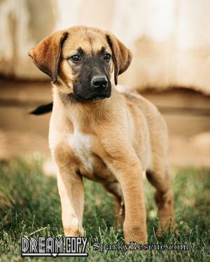 Lab mix puppies!!